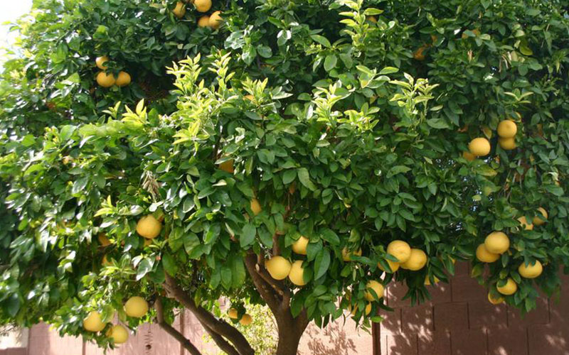 grapefruit tree