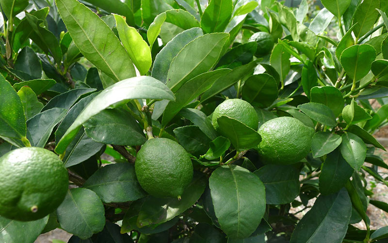 Citrus Lime Trees For Sale