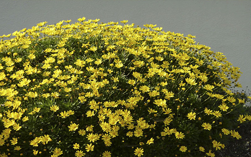 daisy yellow bush flower plants plant cover flowering ground quick links garden options below