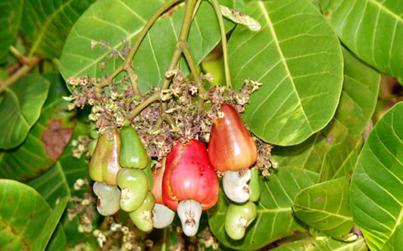 image cashew plant