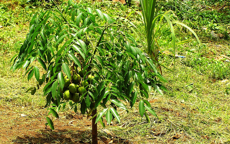 TROPICAL FRUIT TREES JUNE PLUM